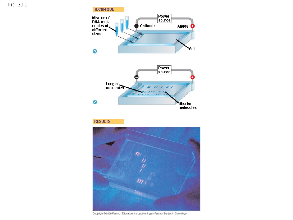 Fig. 20-9 Mixture of DNA mol- ecules of different sizes Power source Power source